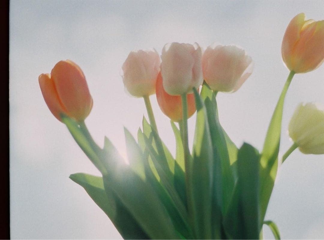 フィルムカメラ nikonfm