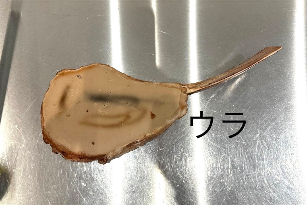 まるで本物！ リアル でっかい 骨付き ステーキ 食品サンプル！