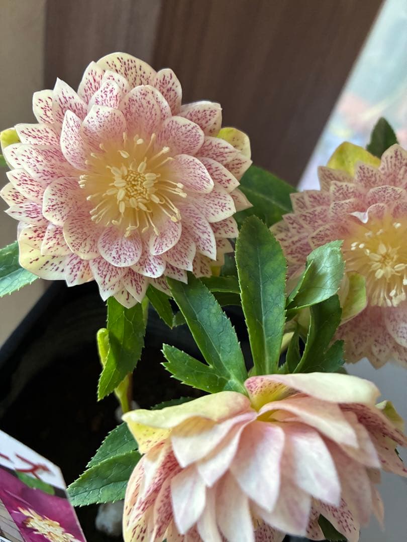 ♡野田園芸♡ フルミストゴールド