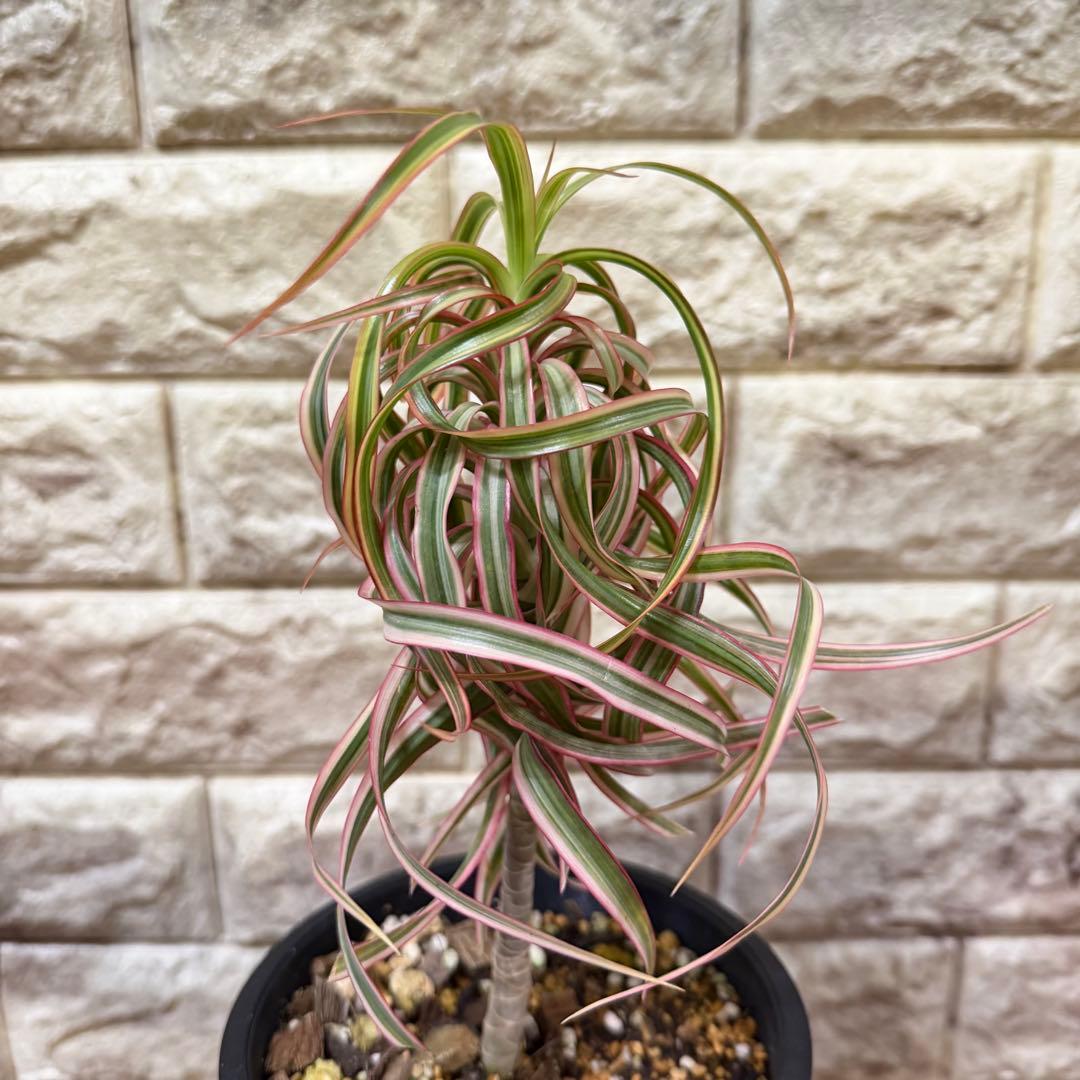 希少　ドラセナ　キュンティ　カール強　4号鉢