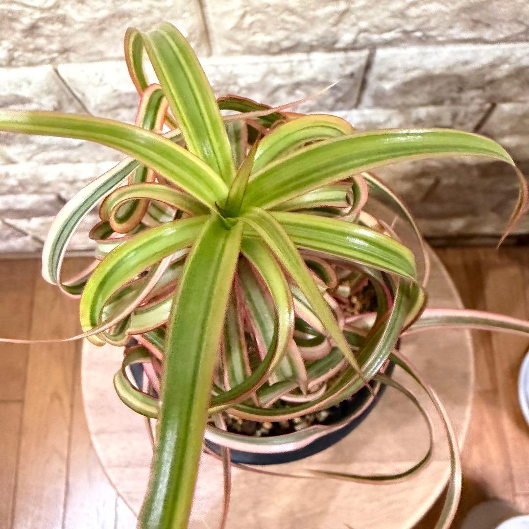 希少　ドラセナ　キュンティ　カール強　4号鉢