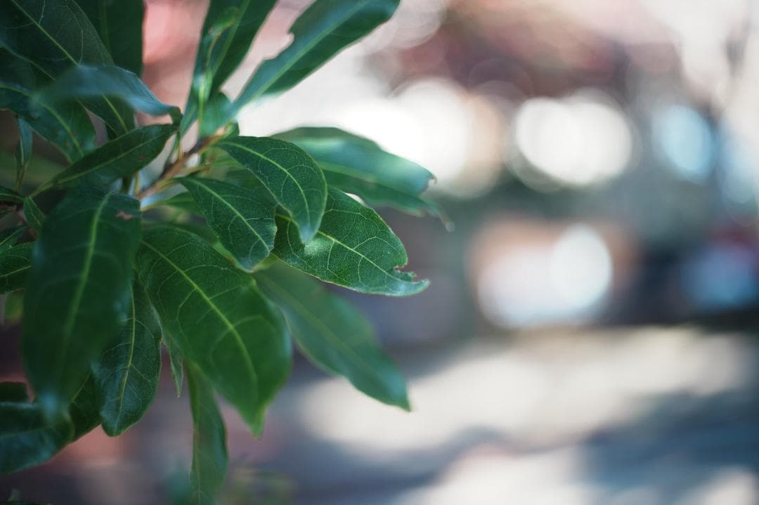 【この値段でライカ級】富岡光学製 XR RIKENON 50mm F2 293