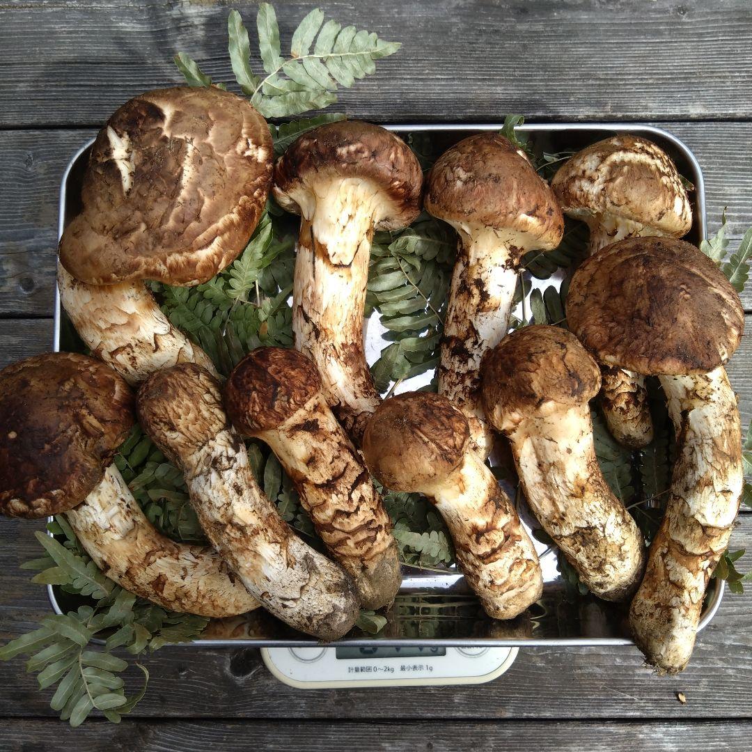 岩手県産マツタケ610g