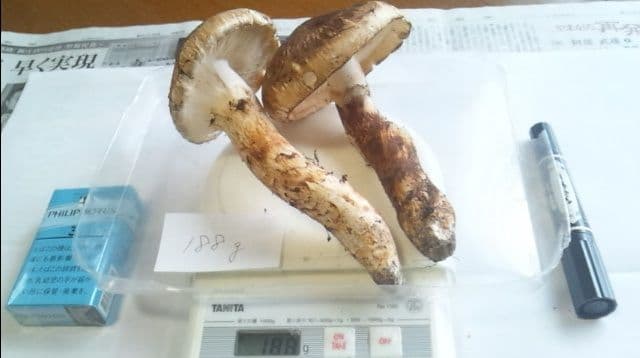 山形県産 松茸 国産 マツタケ まつたけ 松茸専門販売採取その12