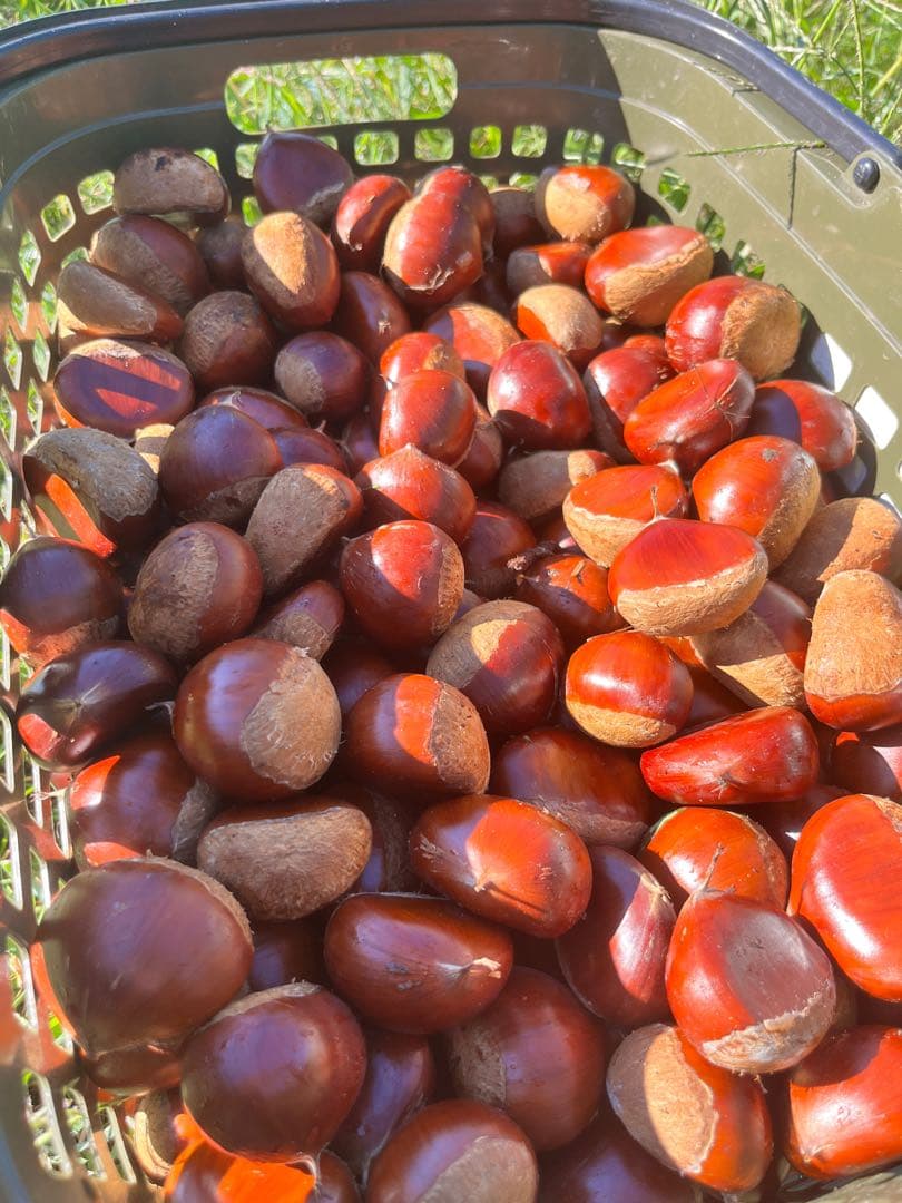 サイズ混合!!厚保(あつ)の栗【6kg】※無農薬