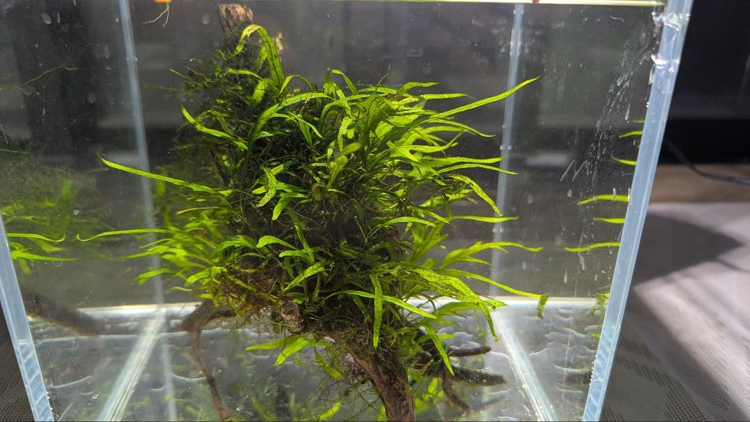 ミクロソリウムトライデントリーフ60葉以上が自然活着した2本組のブランチ流木