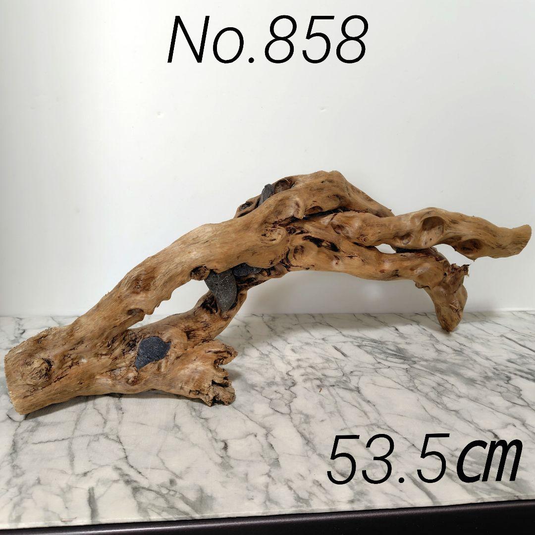 アク抜き済み流木【858】セール