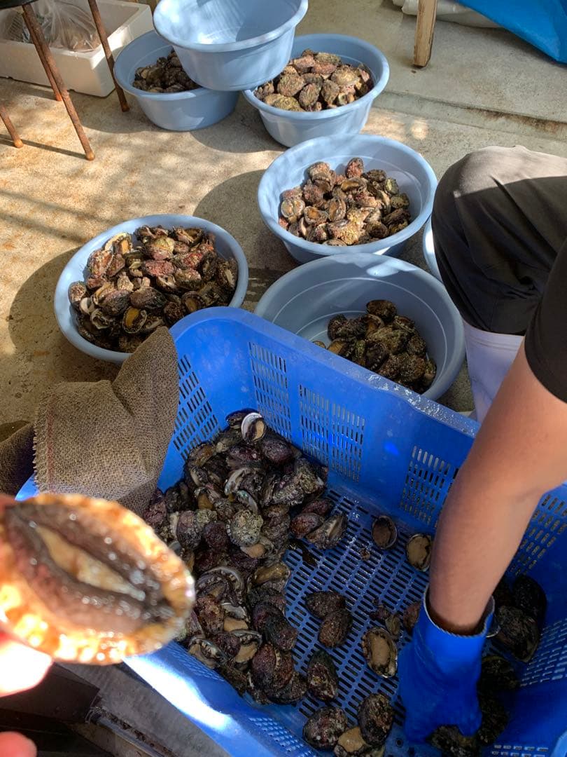 新物エゾアワビ中サイズ‼️1キロ入り‼️冷凍