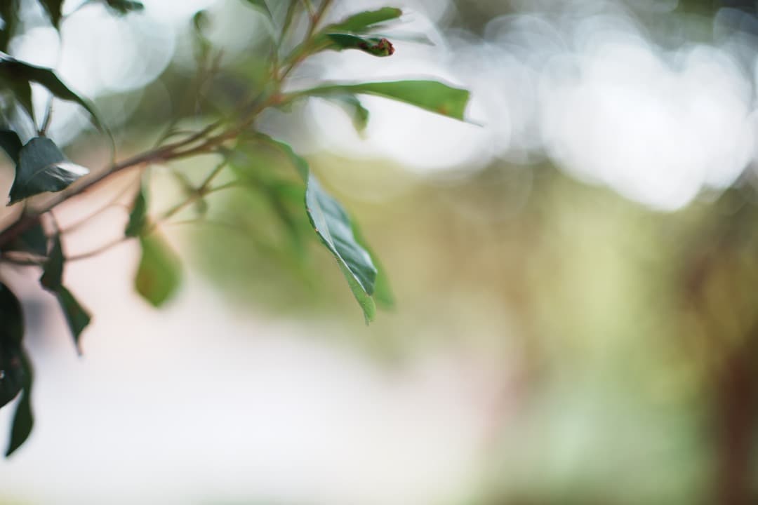 【鷹の目】MC-ROKKOR PG 58mm F1.2 後期 377