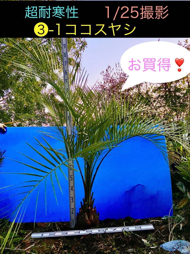 しろひろ 様用❸-1 ココスヤシ　超耐寒性