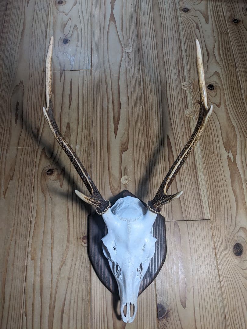 鹿角　壁掛け　ハンティングトロフィー　名勝耶馬渓産　鹿の角　有害鳥獣