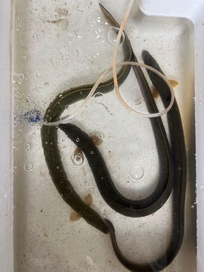 天然うなぎ開き　3本　100g1000円！