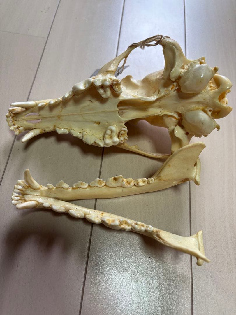 コヨーテ　頭骨　標本