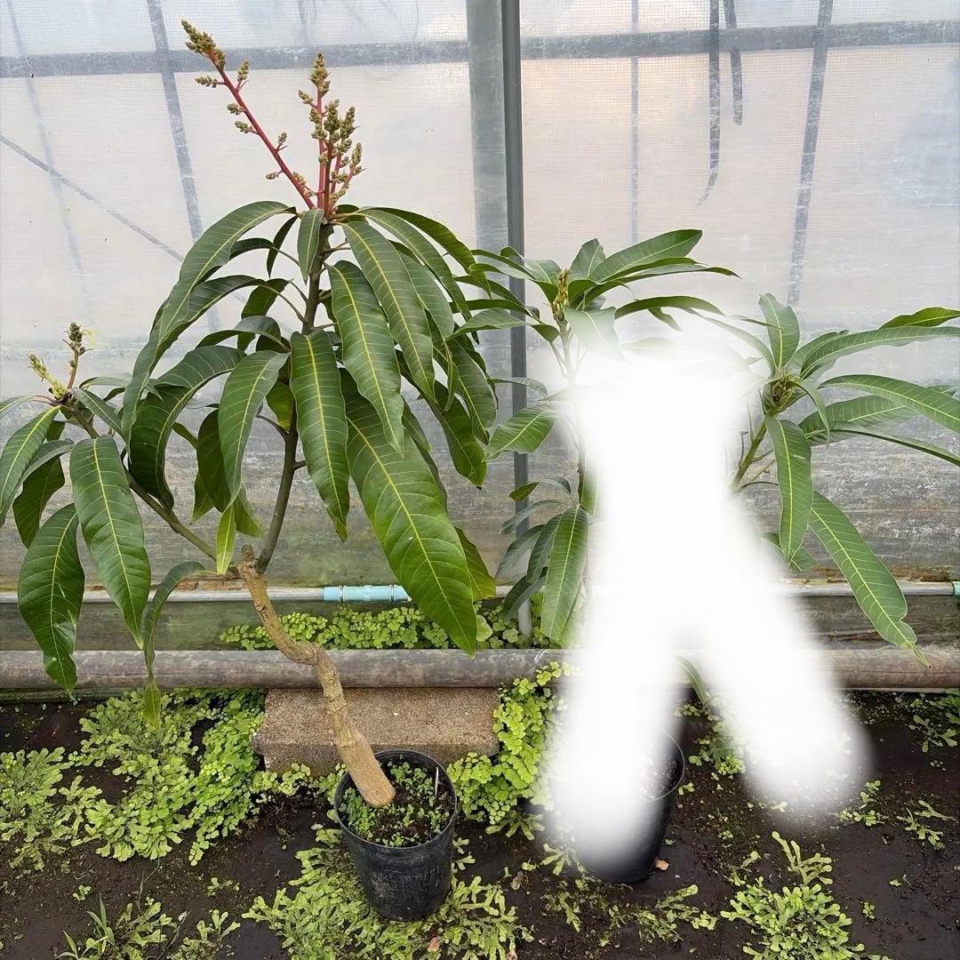 マンゴー苗　6号特大　品種　ジル　紅龍　セット