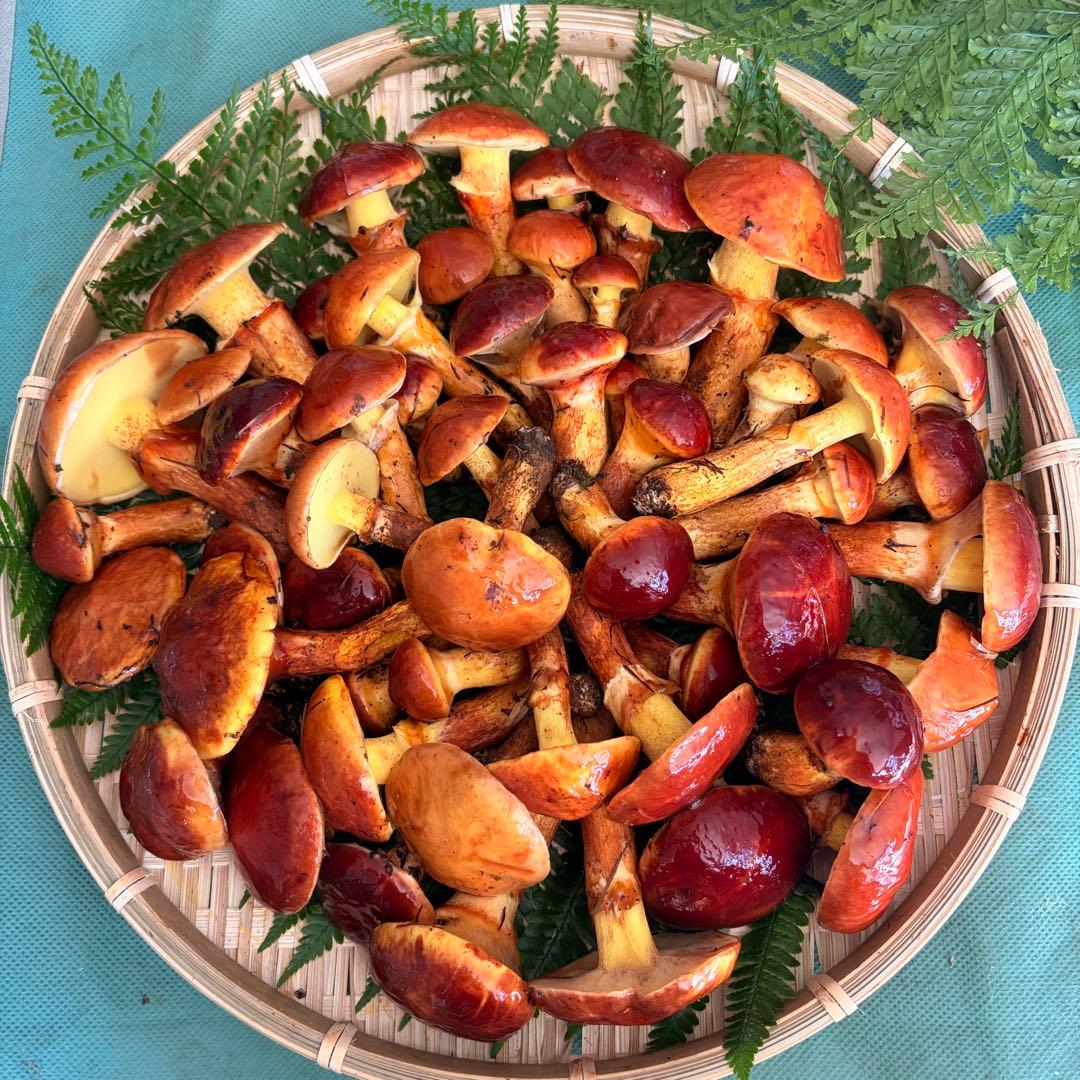 春‼️天然きのこ ハナイグチ2kg‼️クール便送料込