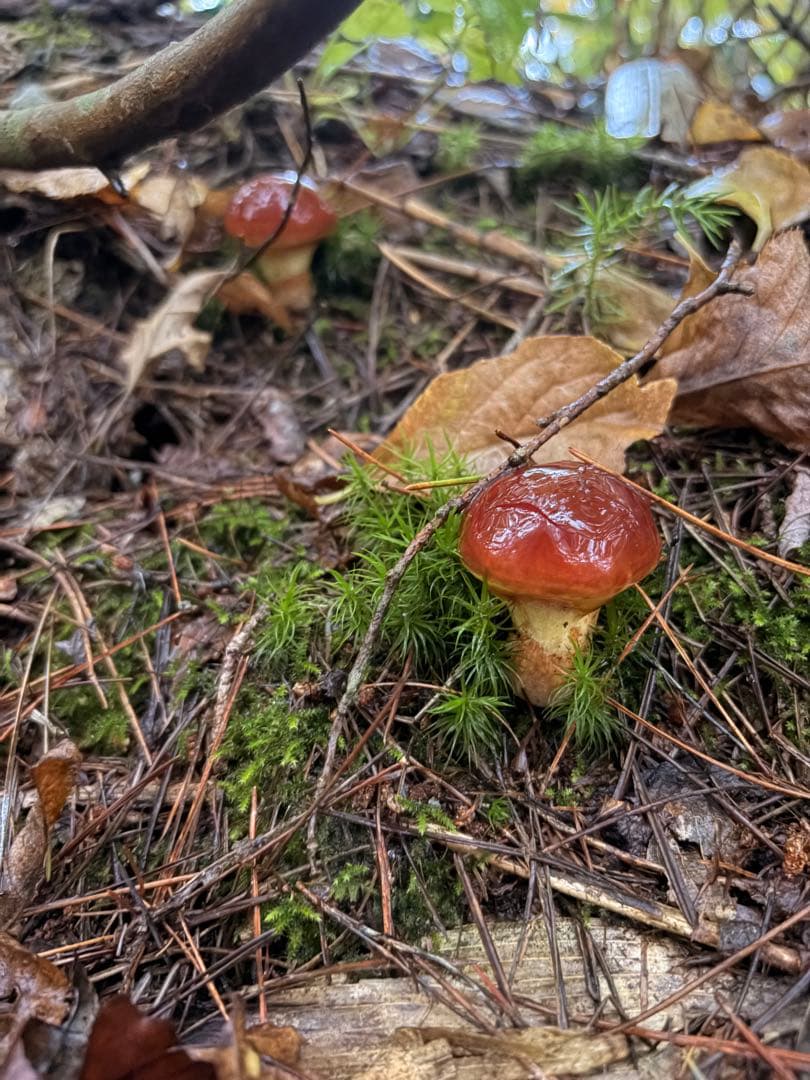 春‼️天然きのこ ハナイグチ2kg‼️クール便送料込