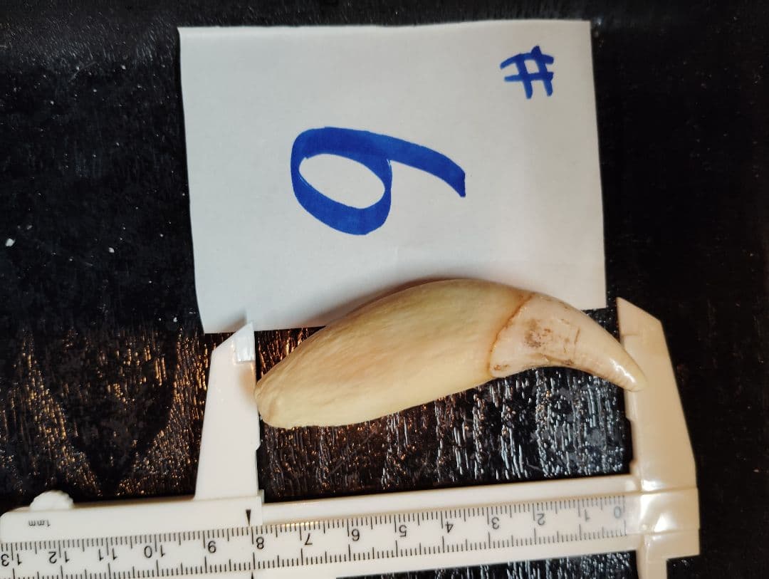 kubota 北海道紋別産 #1.5.6 合計3件