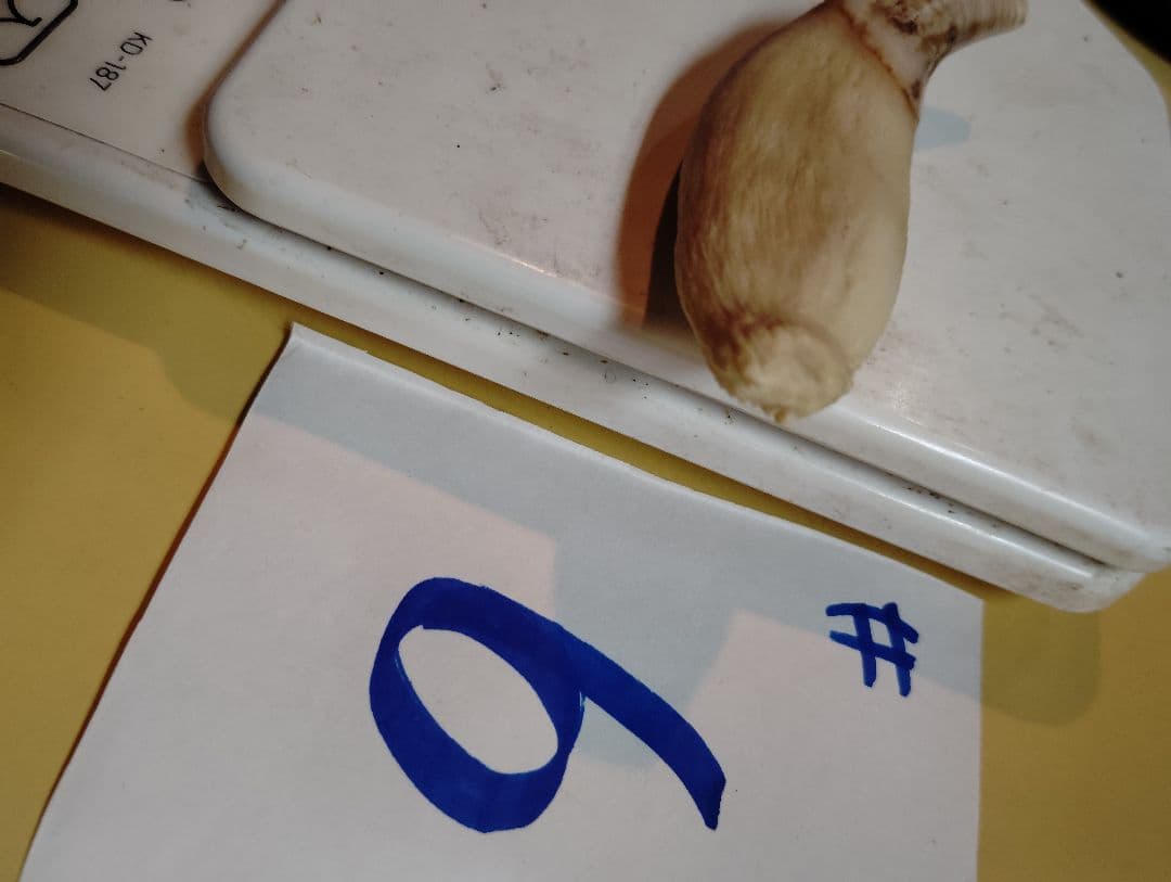 kubota 北海道紋別産 #1.5.6 合計3件