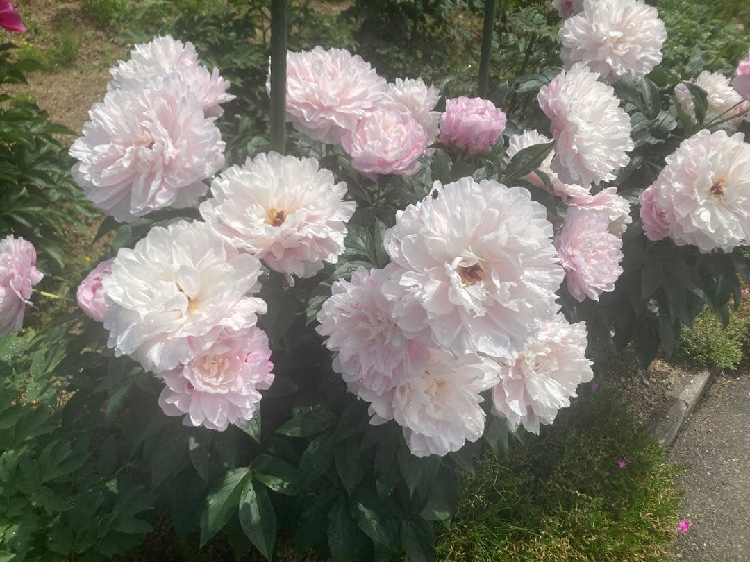 kimikimuさま専用