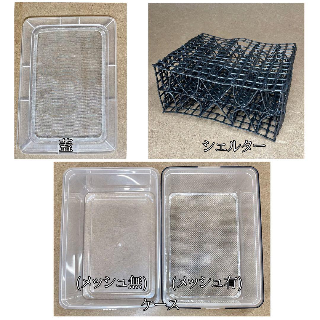 マゲフクロウ様　S (シェ)