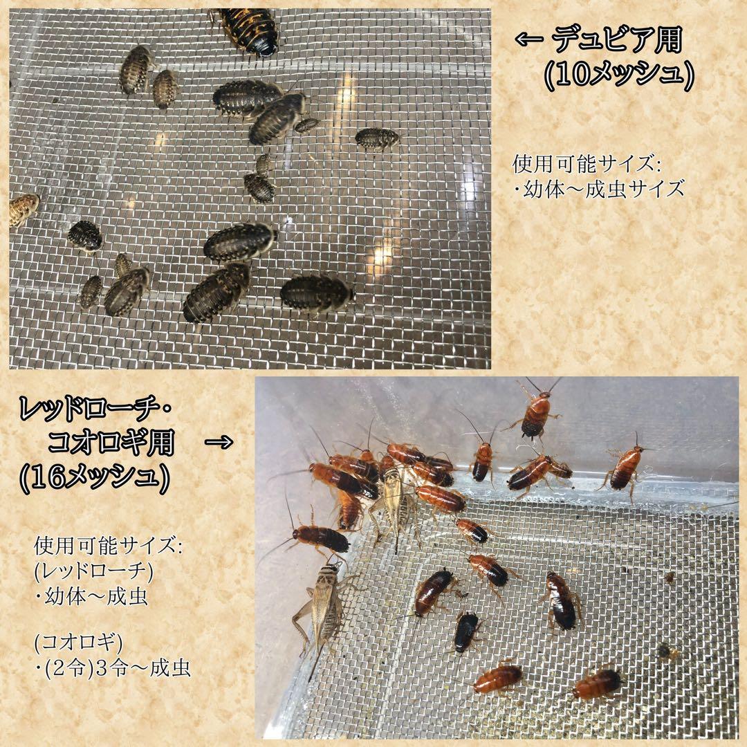 マゲフクロウ様　S (シェ)