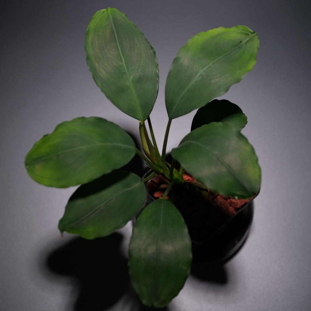 水草 BUCEPHALANDRA sp. Kedukul