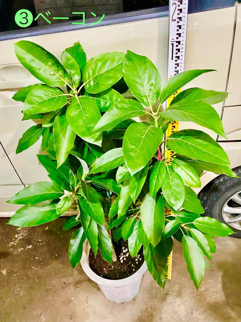 アボカド苗木 Bタイプ ❸ベーコン接木