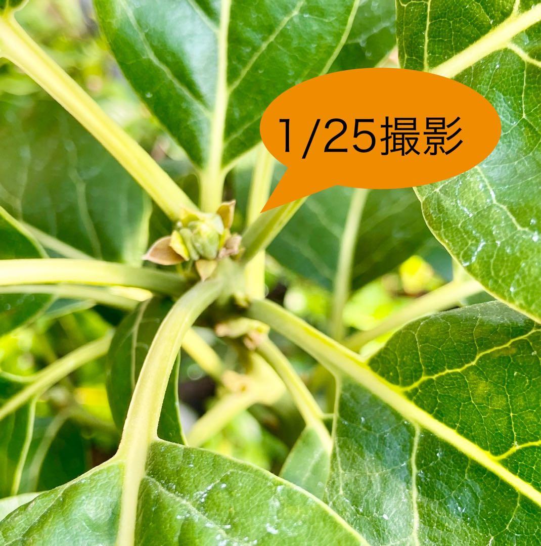 アボカド苗木 Bタイプ ❸ベーコン接木