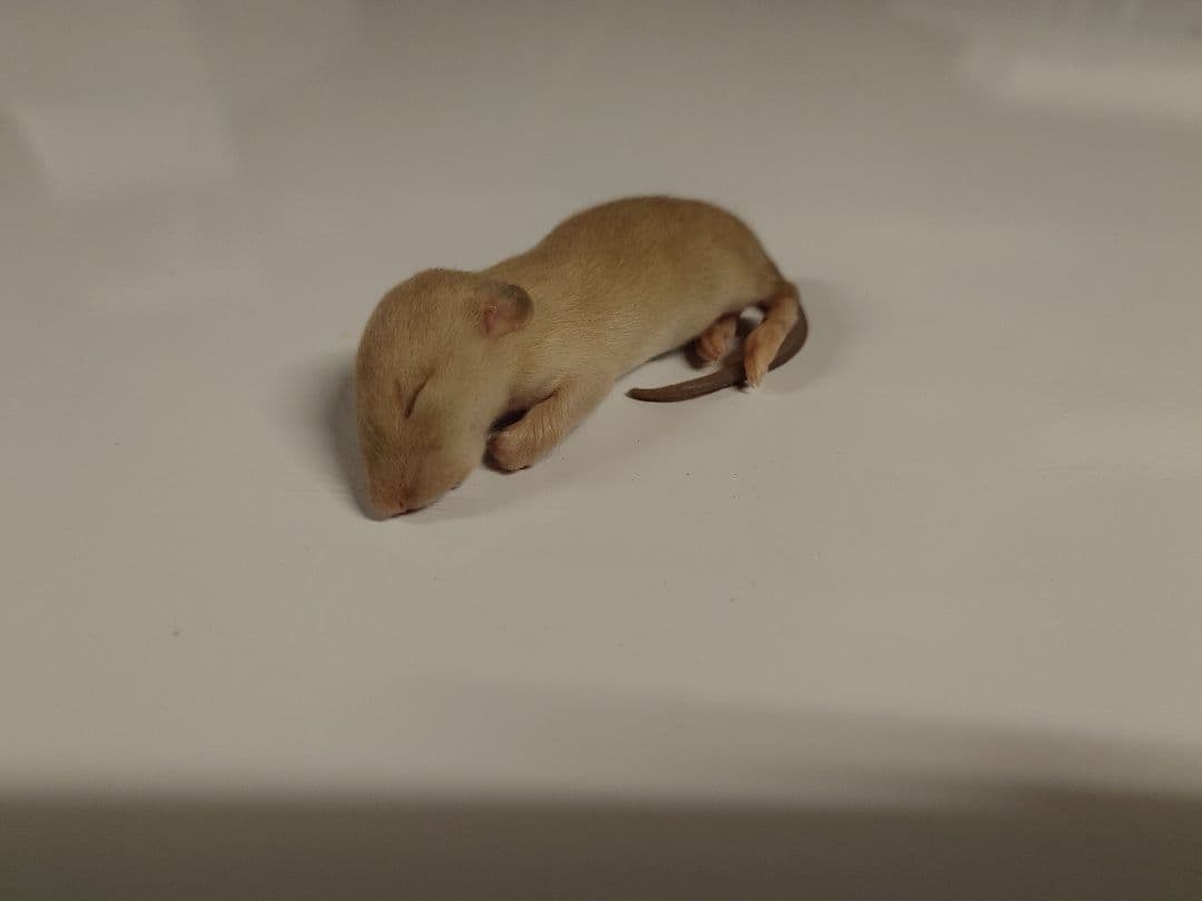 冷凍ラット 23g前後 80匹セット