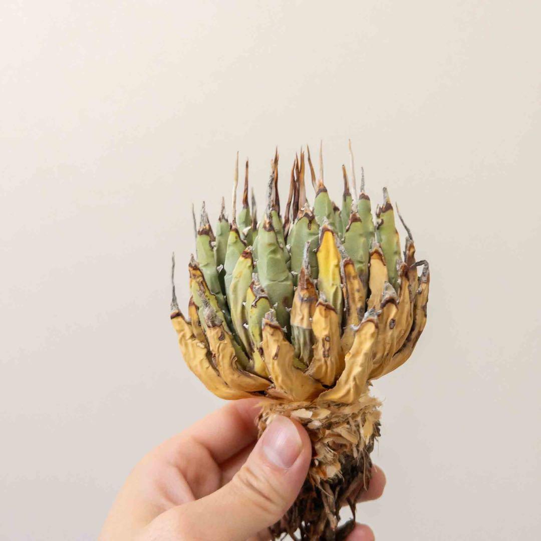 69 ユタエンシス エボリスピナ 現地株 ベアルート 陽炎 アガベ