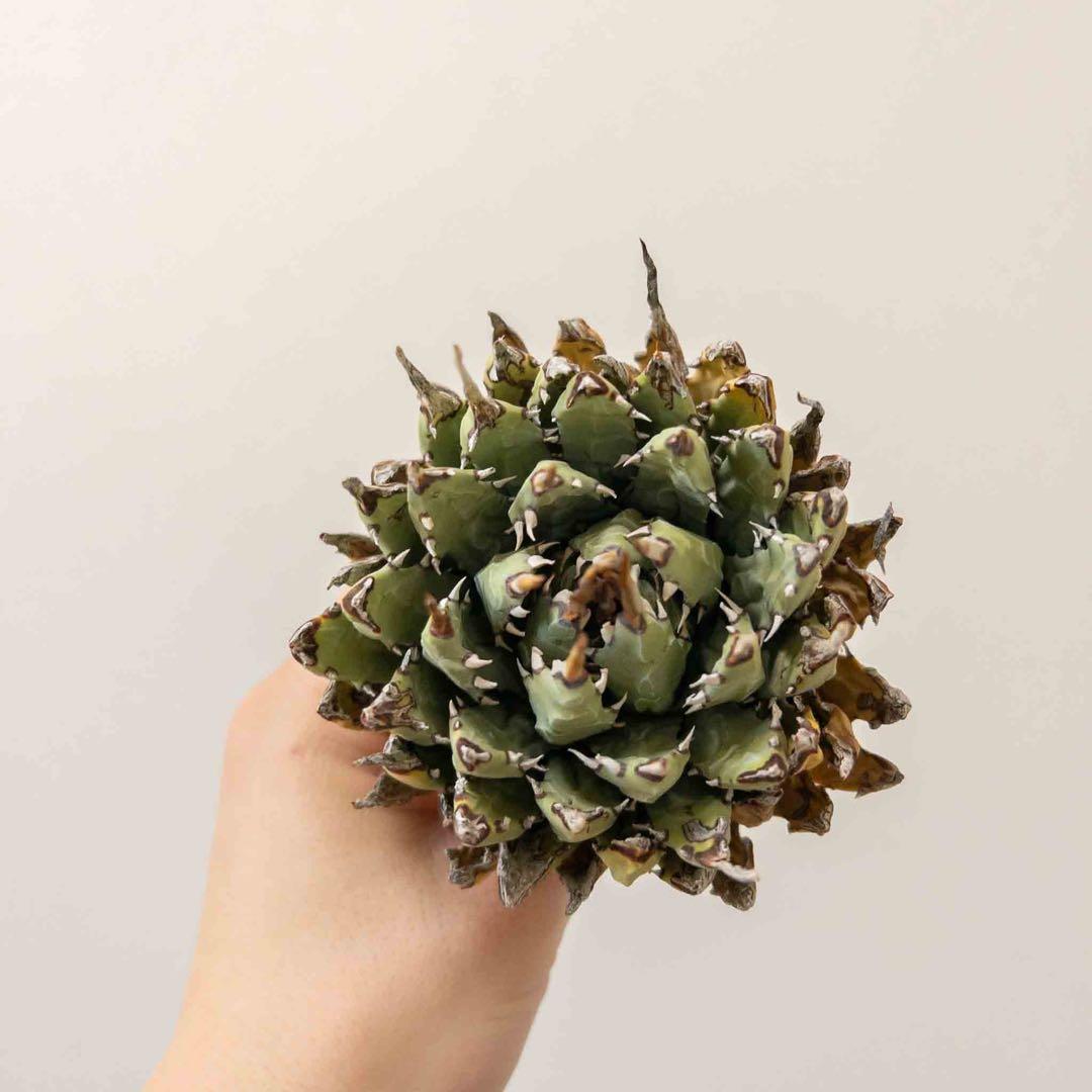 69 ユタエンシス エボリスピナ 現地株 ベアルート 陽炎 アガベ