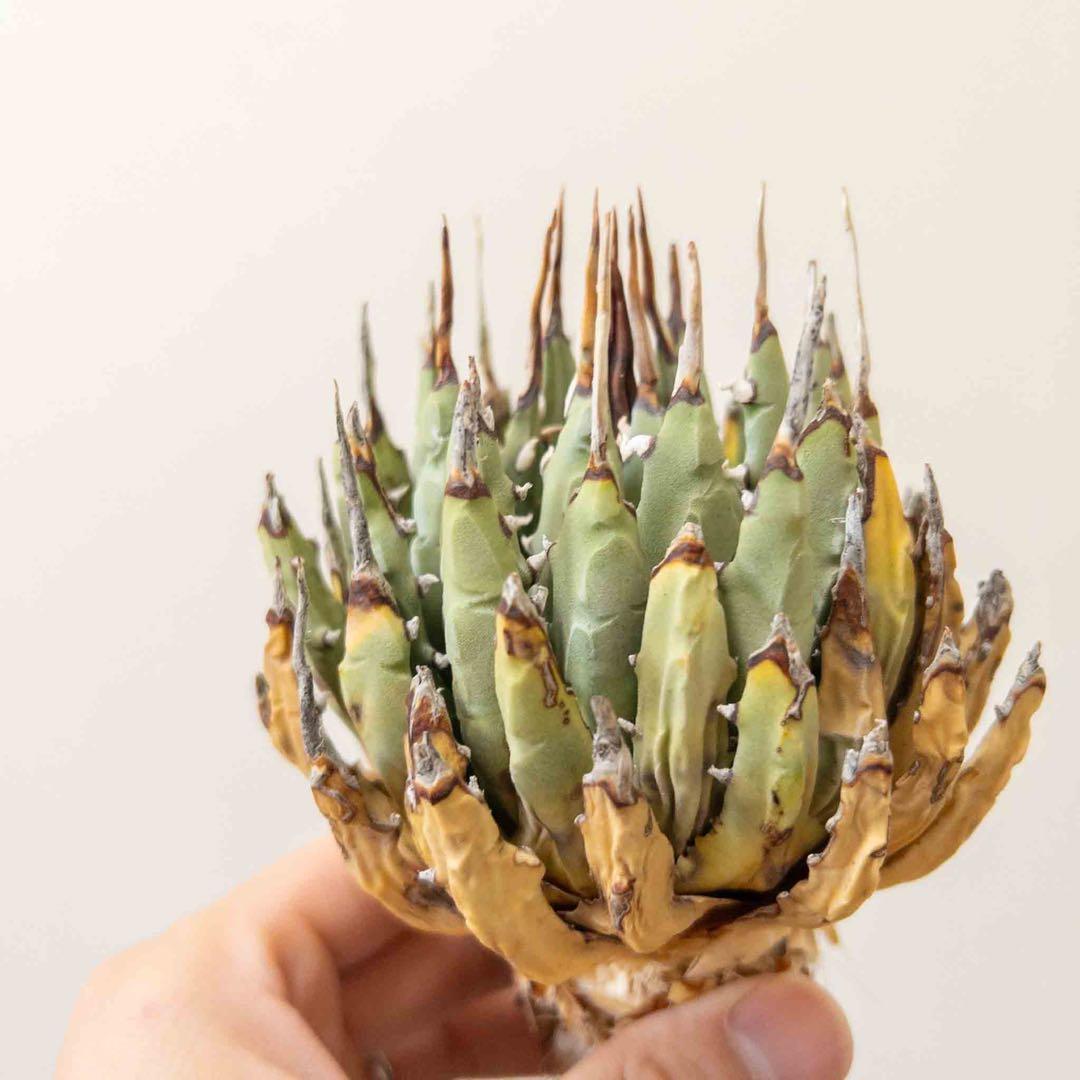 69 ユタエンシス エボリスピナ 現地株 ベアルート 陽炎 アガベ