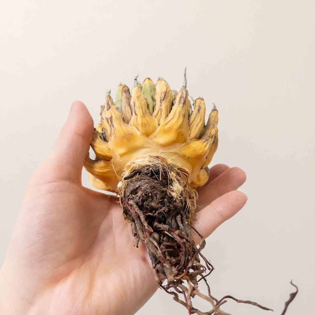 69 ユタエンシス エボリスピナ 現地株 ベアルート 陽炎 アガベ