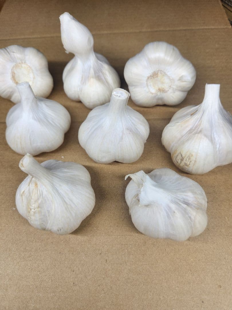 青森県田子町産 にんにく M サイズ 20kg