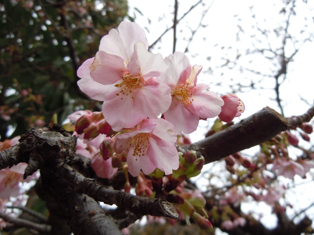 実写美⭕️訳あり【動作確認済】Nikon COOLPIX S8000 ブラック