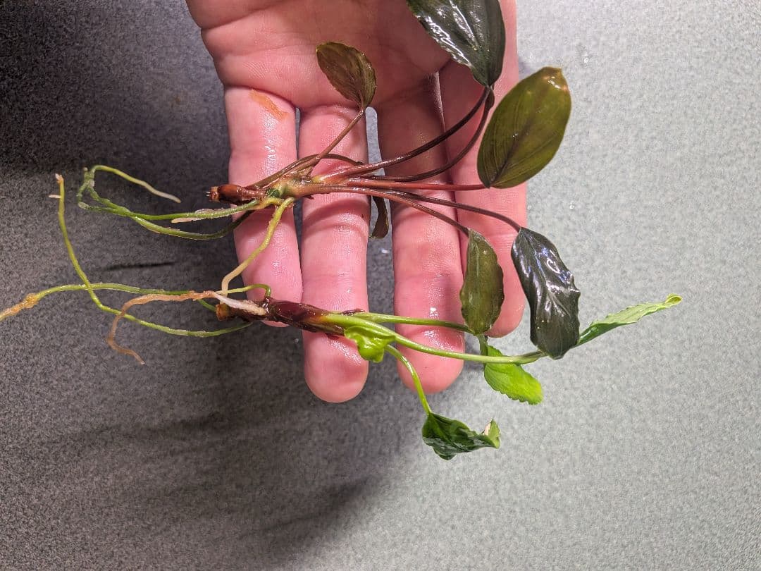 Homalomena aff. vitifolius 赤備 若蛙手