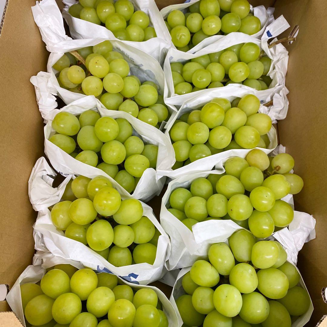 山梨県産　訳あり　家庭用　シャインマスカット　10房　箱込み4.9kg ①