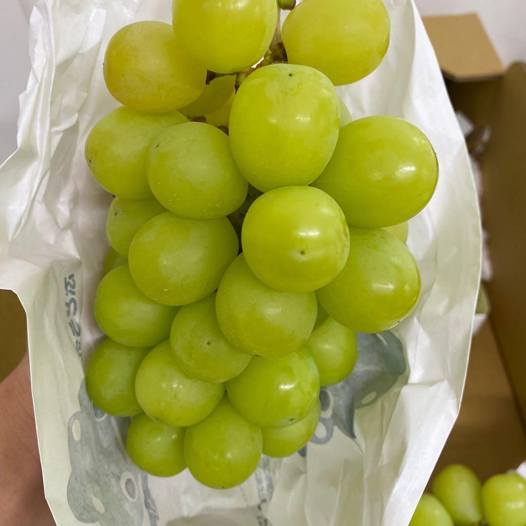 山梨県産　訳あり　家庭用　シャインマスカット　10房　箱込み4.9kg ①