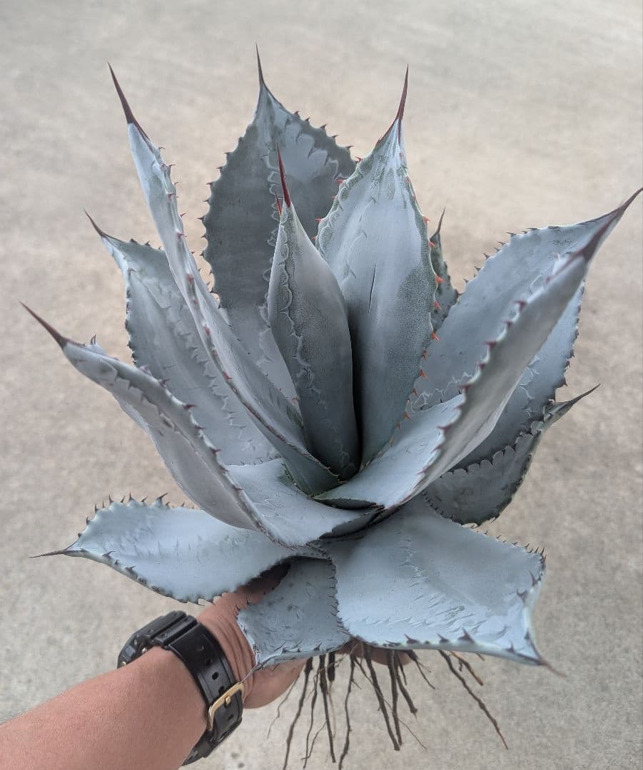 シュリベイマタペンシス 実生選抜株　極白肌・美株