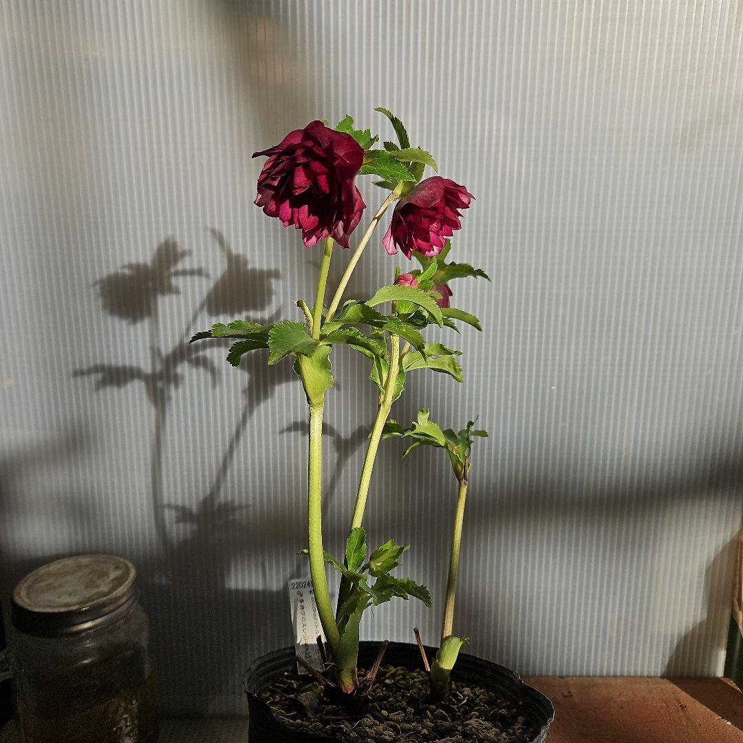 ムック様ご購入苗㉖-114㉖-115クリスマスローズ