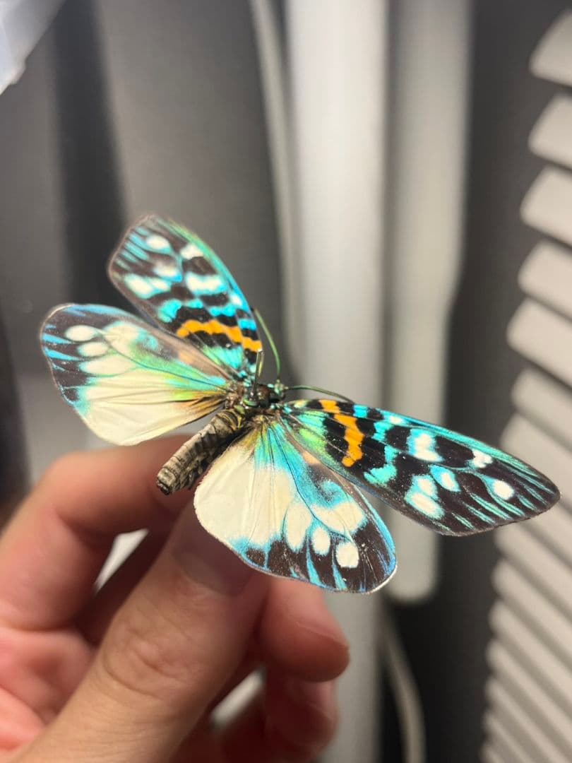 【極美個体】サツマニシキモルフォ蝶 蛾ピカソモスモルフォチョウ