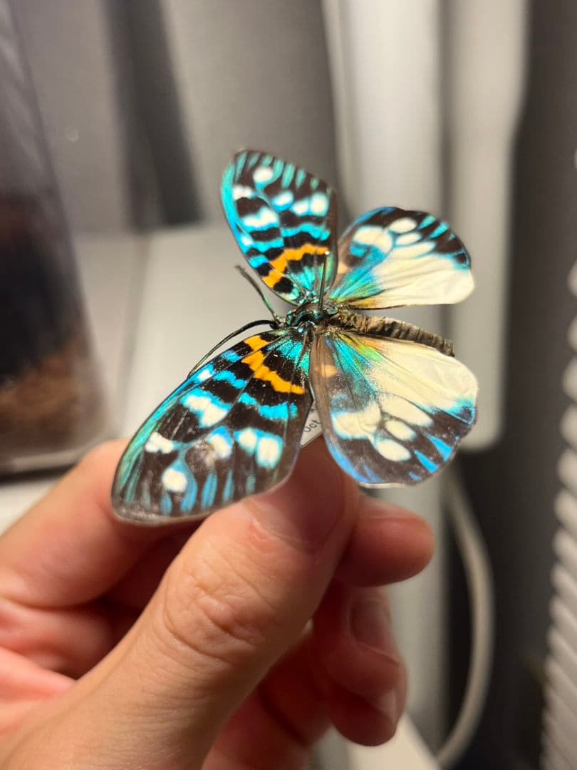 【極美個体】サツマニシキモルフォ蝶 蛾ピカソモスモルフォチョウ