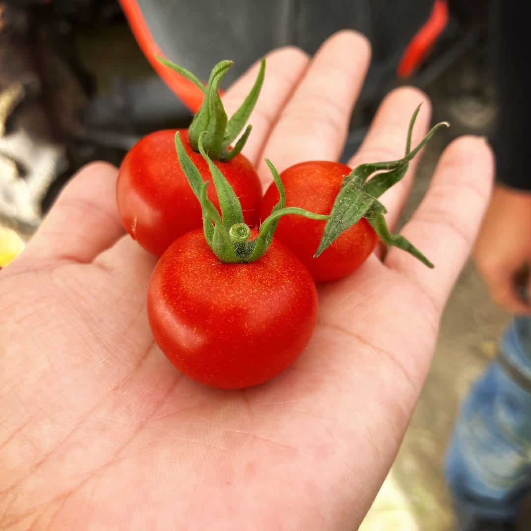 ミニトマト9kg⭐️100円引き⭐️日曜限定！