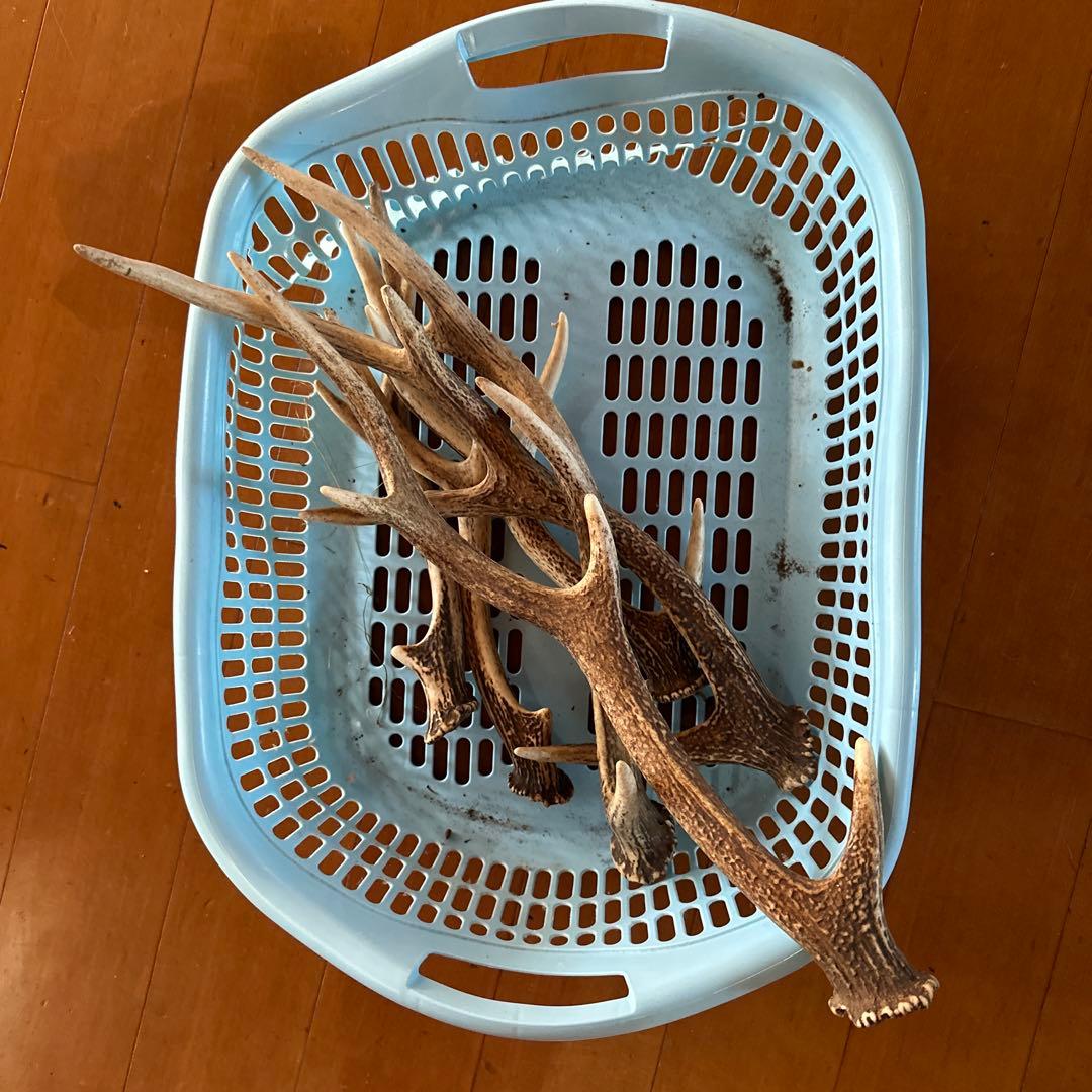 鹿の角 置物 6本セット