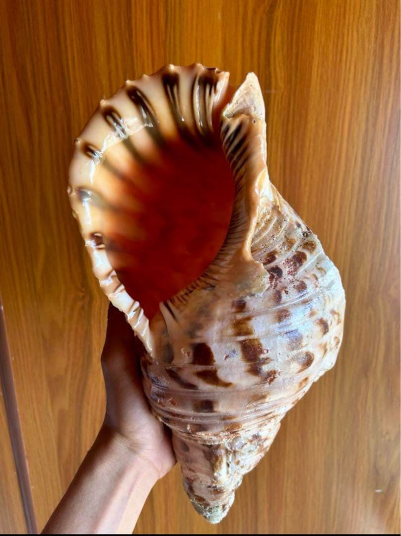 大形　法螺貝　33cm