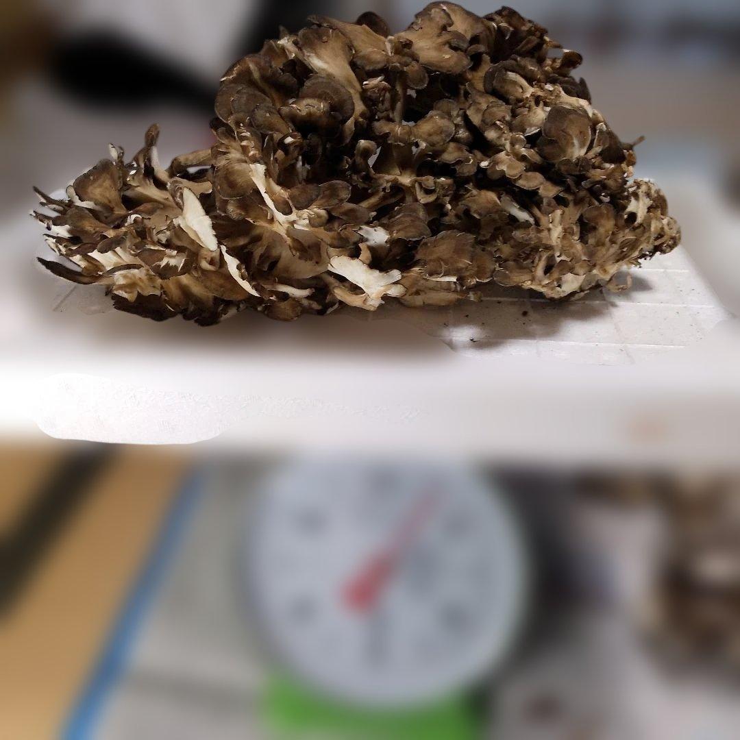 秋田県産 天然 舞茸 5kg