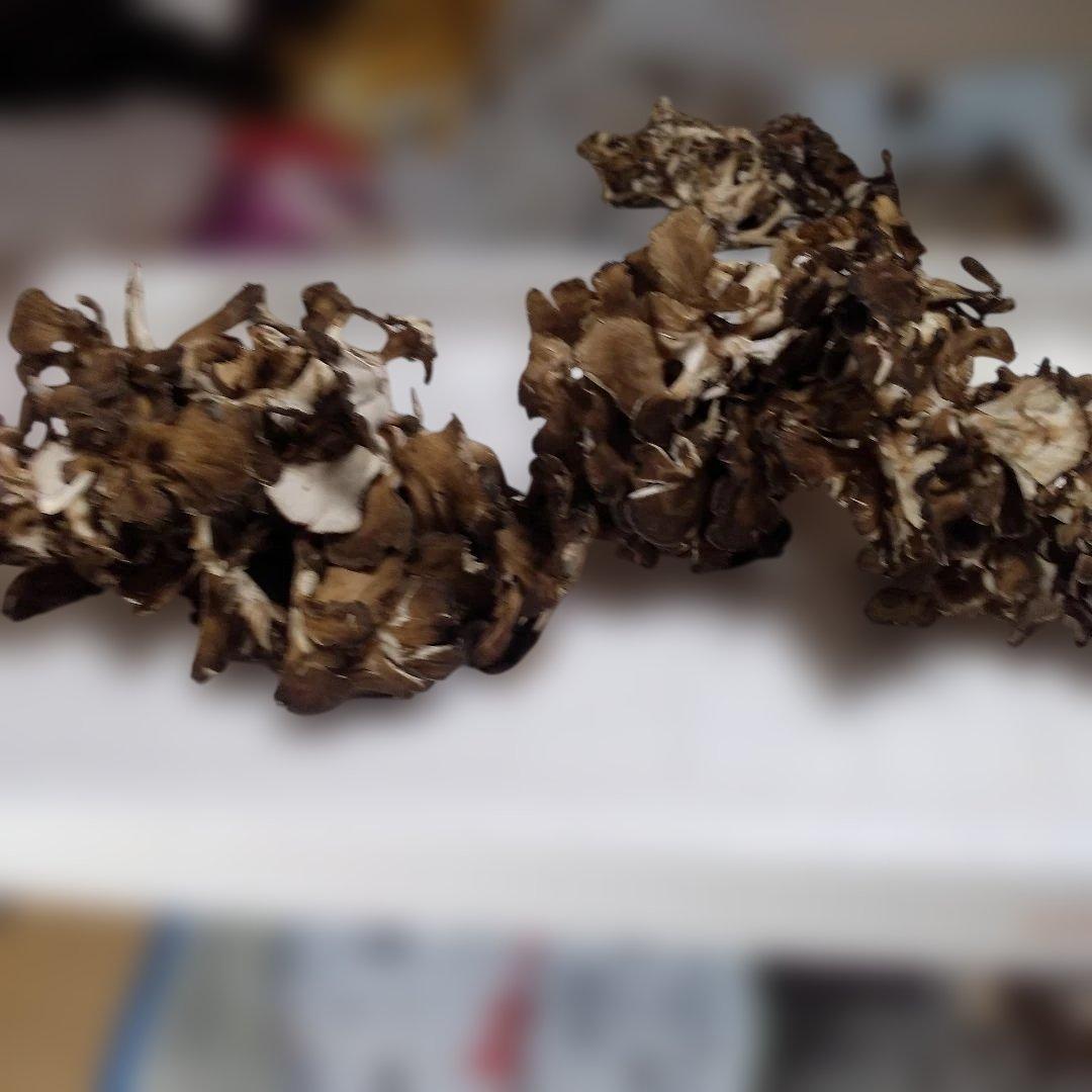 秋田県産 天然 舞茸 5kg