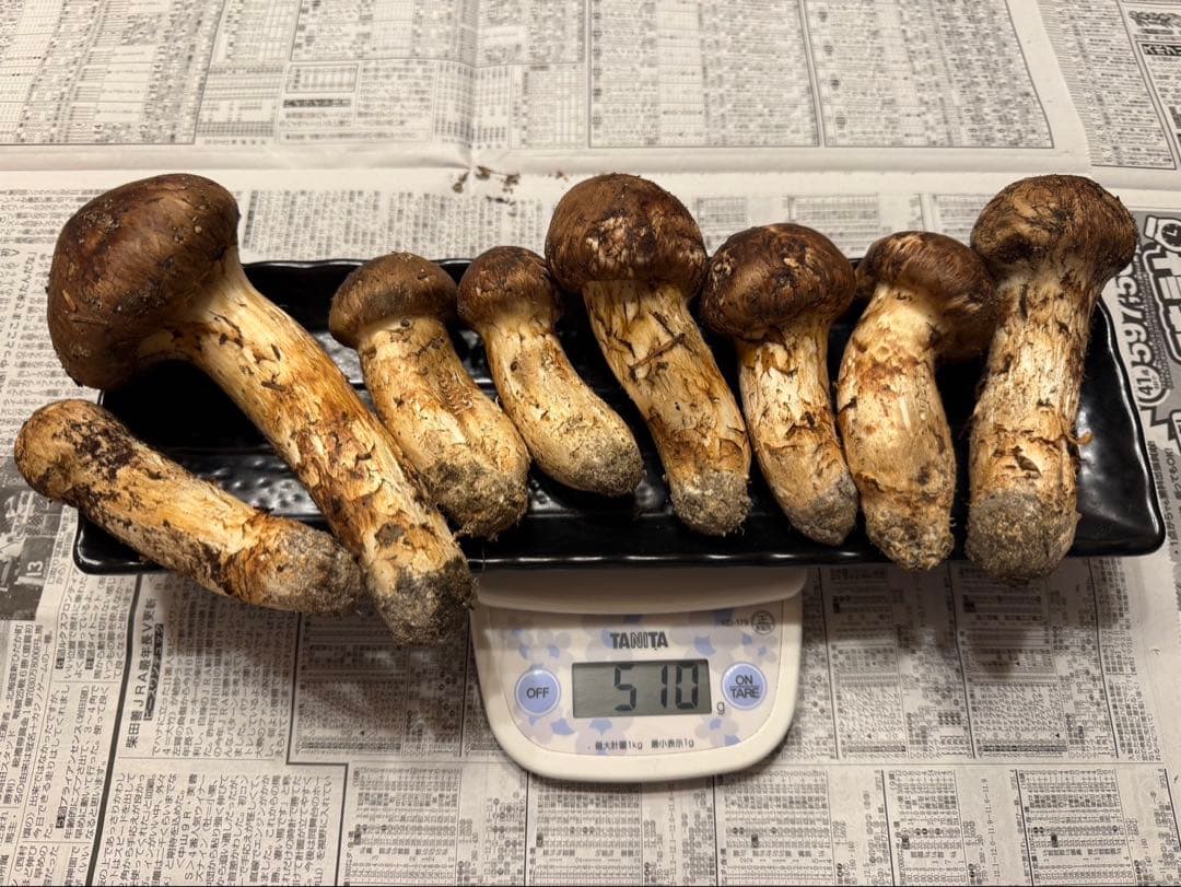 松茸　北海道　500g 　国産　①