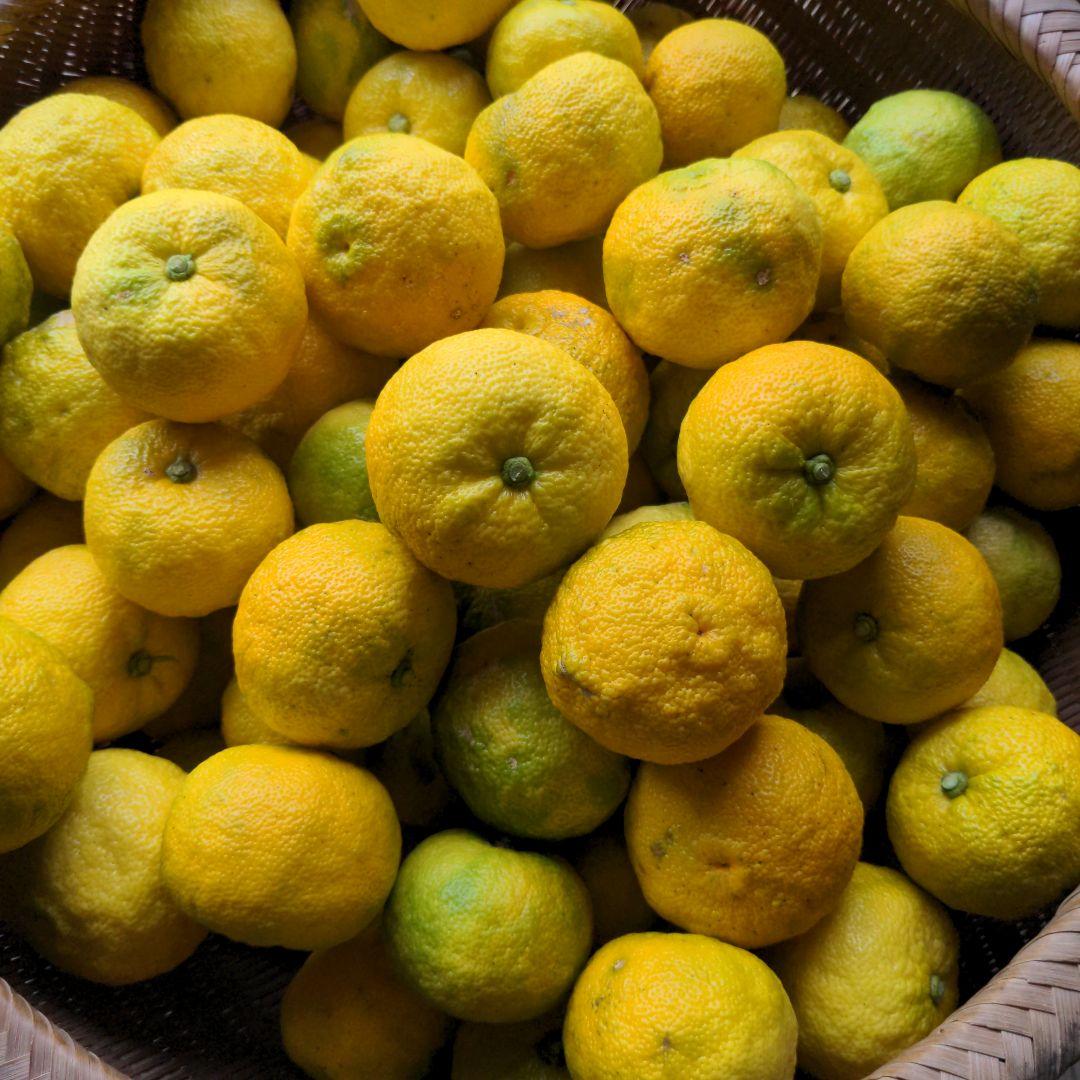 黄柚子２０kg（愛媛県産）。ゆず胡椒、柚子ポン酢、鍋料理、ゆず味噌、ゆずジャム