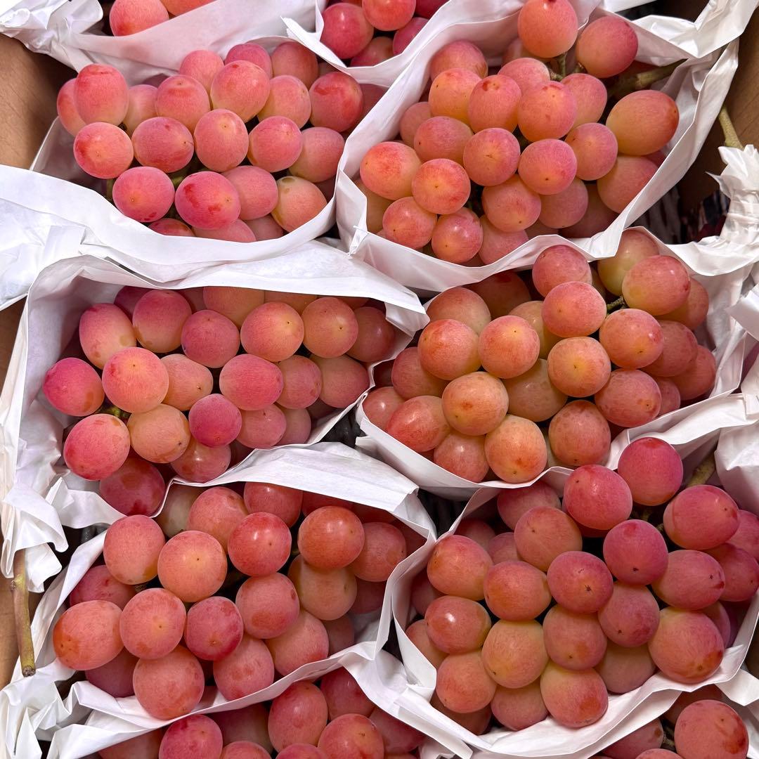 【山梨県限定品種】サンシャインレッド4房2kg以上 【産地直送】